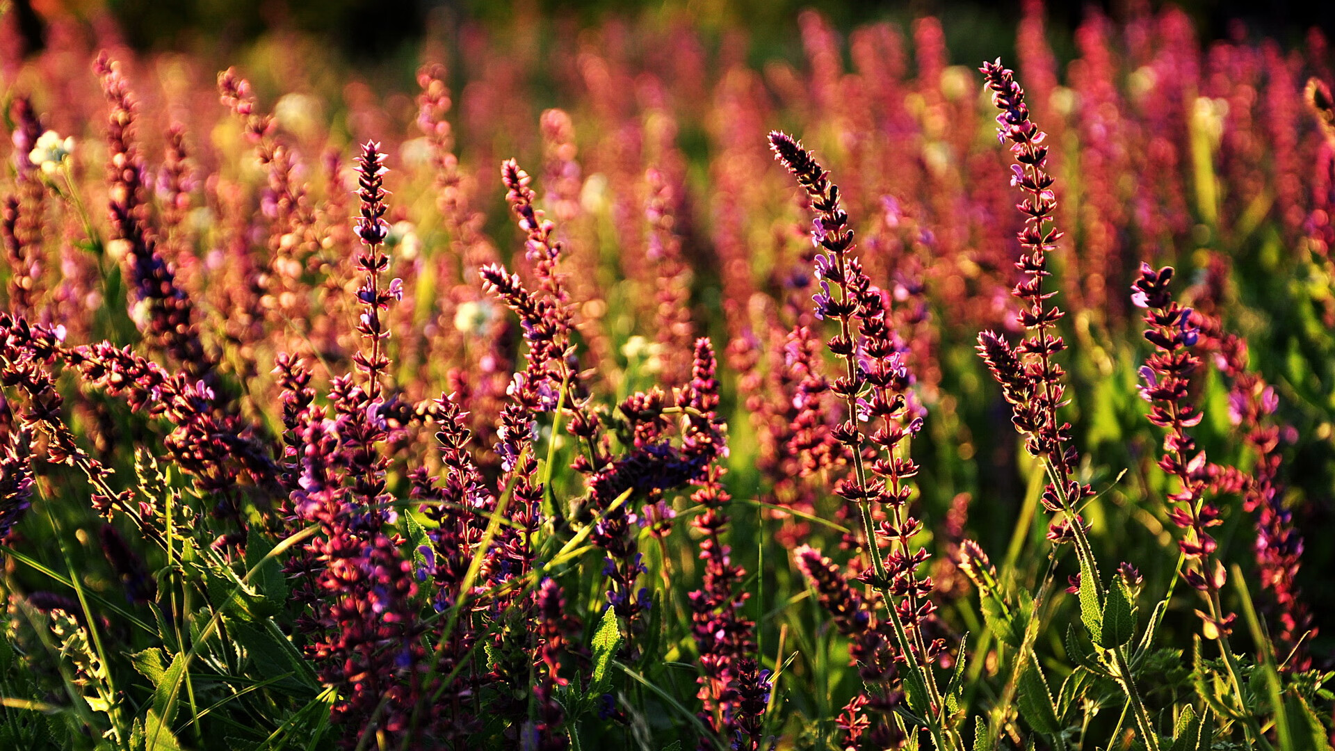 爱游戏娱乐-雄鹿队主力球员因伤缺席比赛，团队战术将面临挑战，雄鹿队受伤