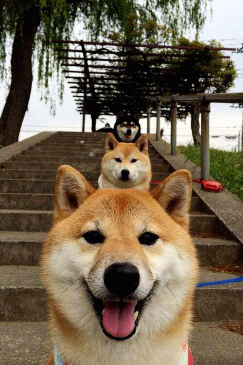 世界跆拳道青少年赛中国队喜获佳绩,世界跆拳道示范团