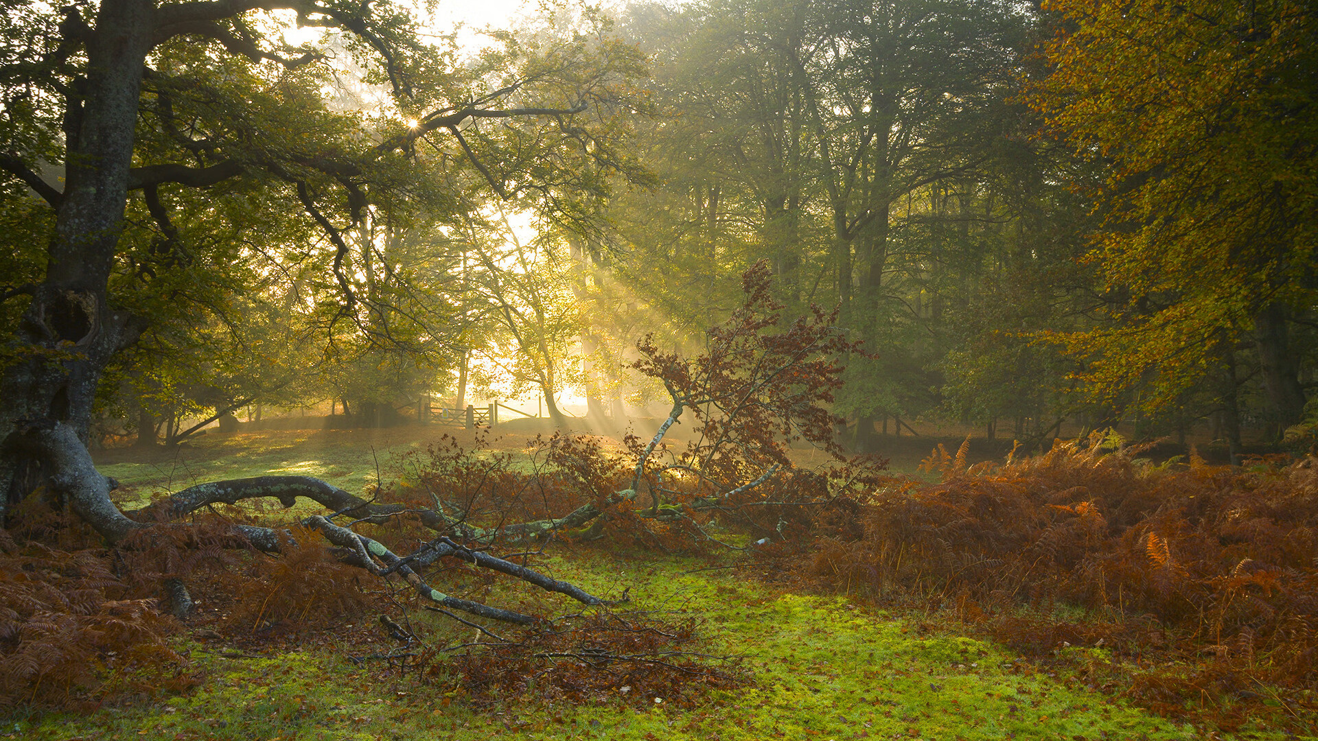 中国青少年篮球发展政策实施效果及优化建议,中国青少年篮球发展政策实施效果及优化建议