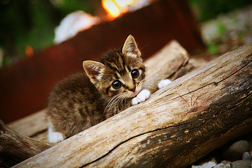 中超俱乐部年度财务投入趋势,中超俱乐部每年投入