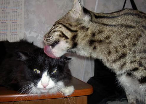 爱游戏中国官方登录入口网站-中国男篮提升体能训练效果显著，为提高男篮大赛成绩,给中国男篮支招,切实可行的建议!