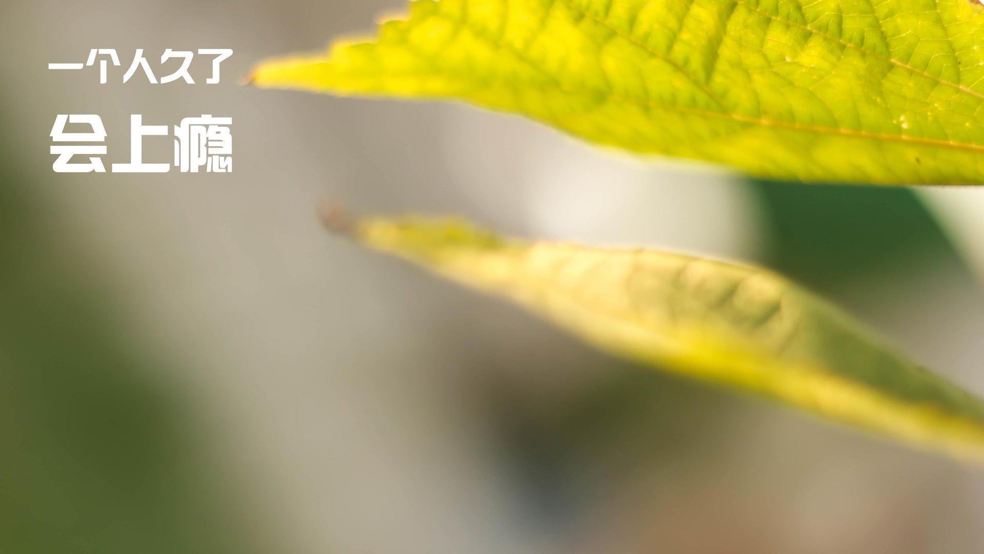 亚冠联赛中国青年队战平 球员心理承受力考验,亚冠中超青年军