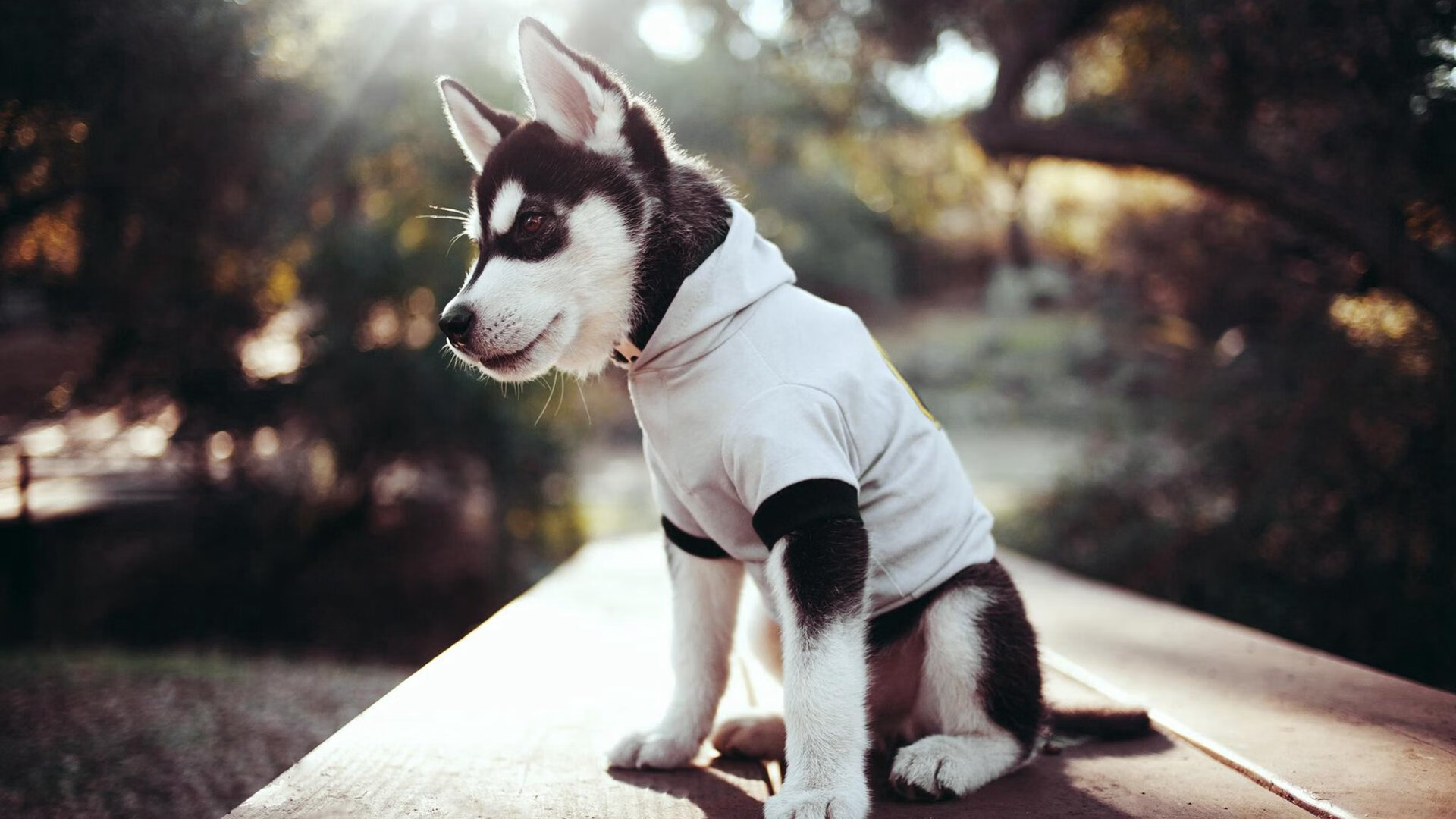 国际乒乓联赛新赛季开幕,全球球迷关注,国际乒联最新乒乓球比赛规则