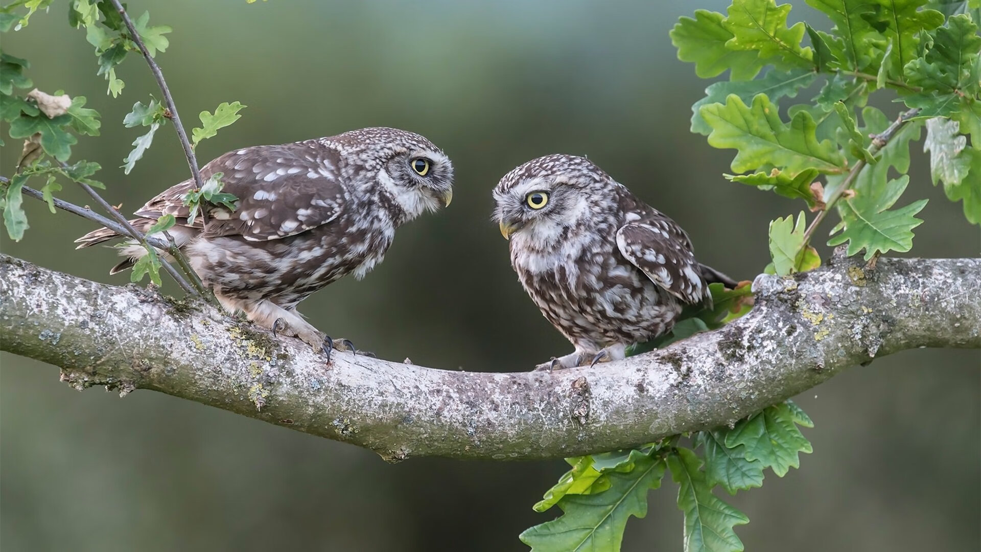 爱游戏娱乐-澳大利亚团队赛制解析：如何在国际赛场上提升竞争力，澳大利亚大奖赛赛道