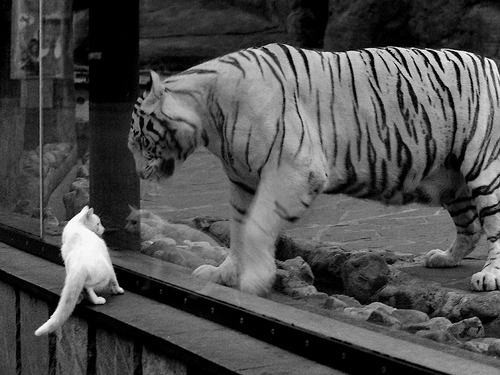 田径训练中引入生物力学辅助动作优化，运用运动生物力学指导体育运动的案例