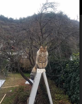 女子威尔士队商业化潜力引发行业关注，威尔士出场队员